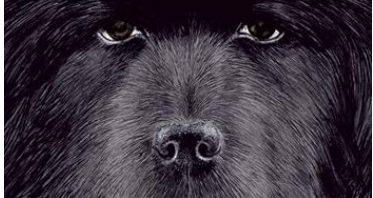 Gesicht vom schwarzen Tibetmastiff Kelsang