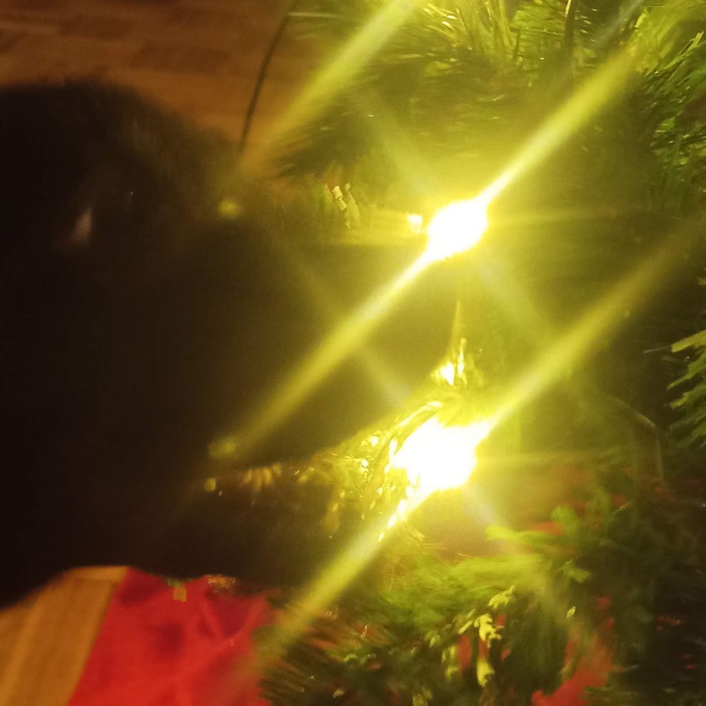 Hund probiert Kugeln am künstlichen Tannenbaum