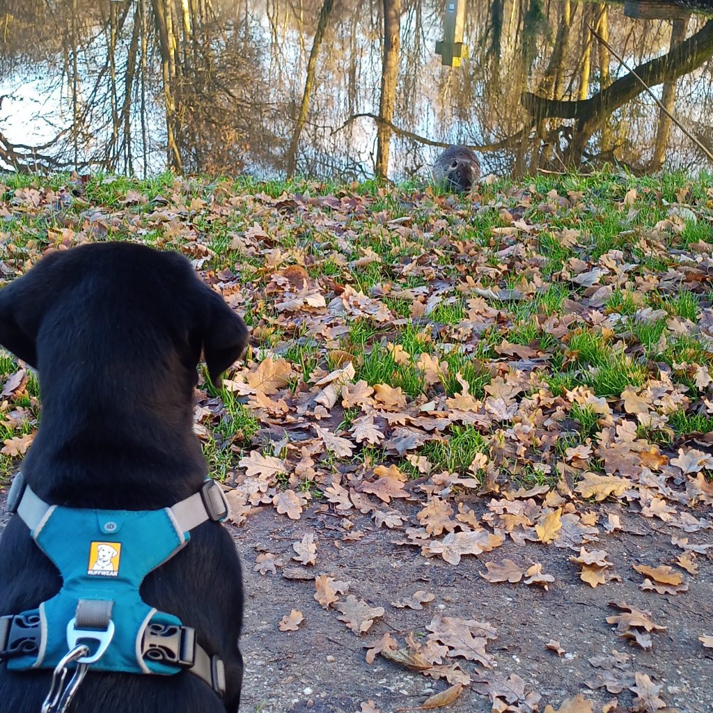 Hund beobachtet Nutria im Stadtpark 