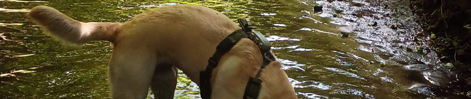 Hund im Bach, im Wald