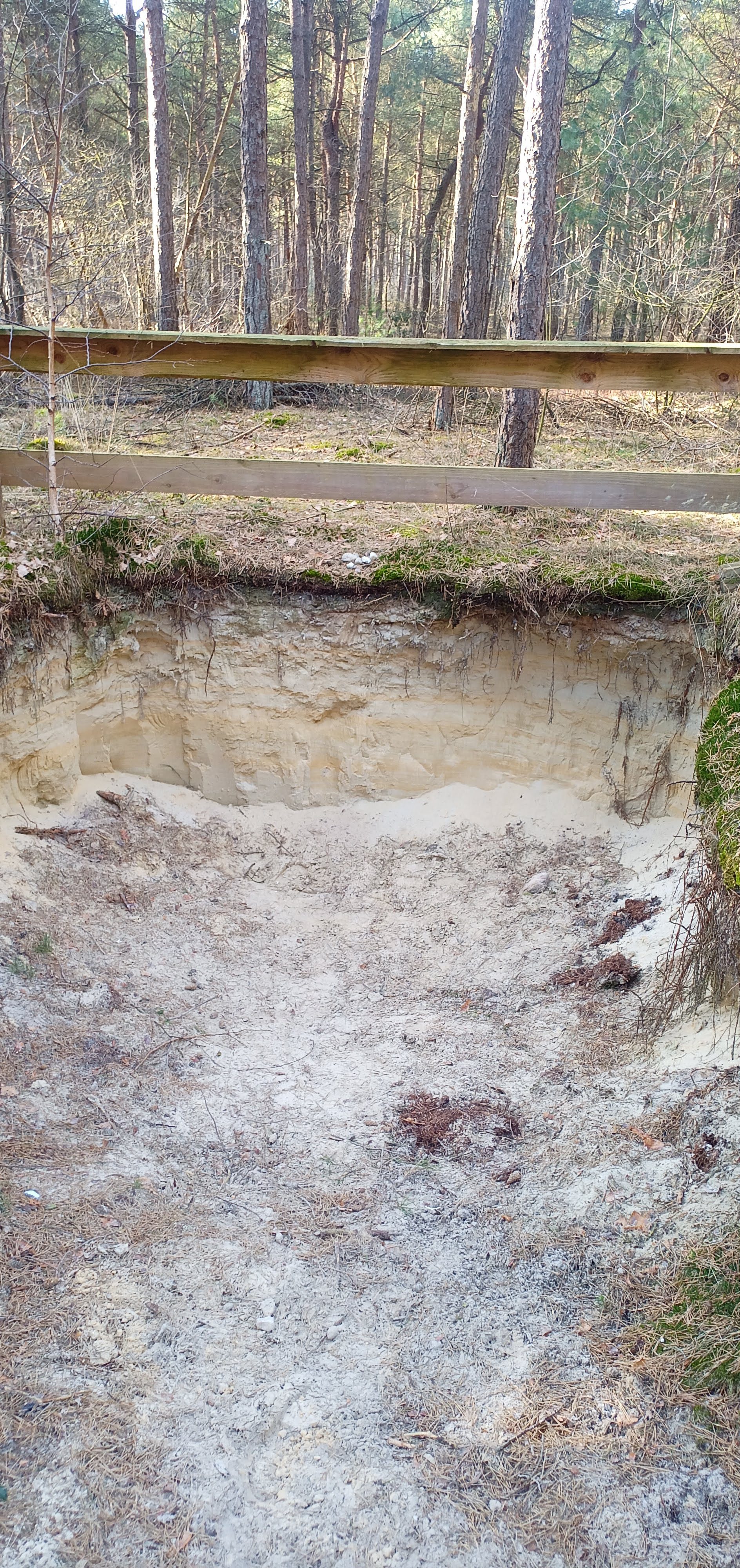 Bodenpofil  aus dem Barenberger Sand, dass zeigt, wie dick die Sandschicht und wie dünn die Humusschicht ist. 