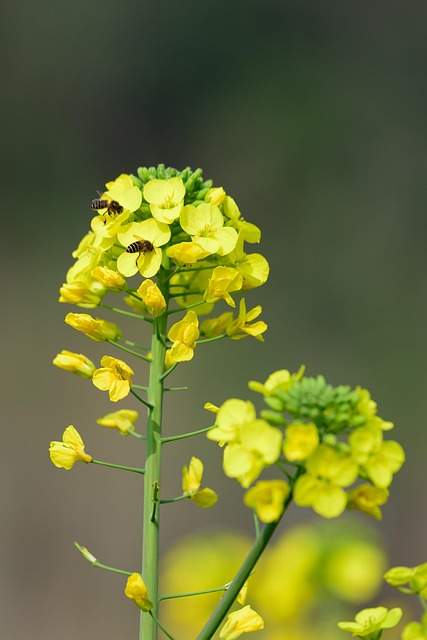 Rapblüte mit Bienen