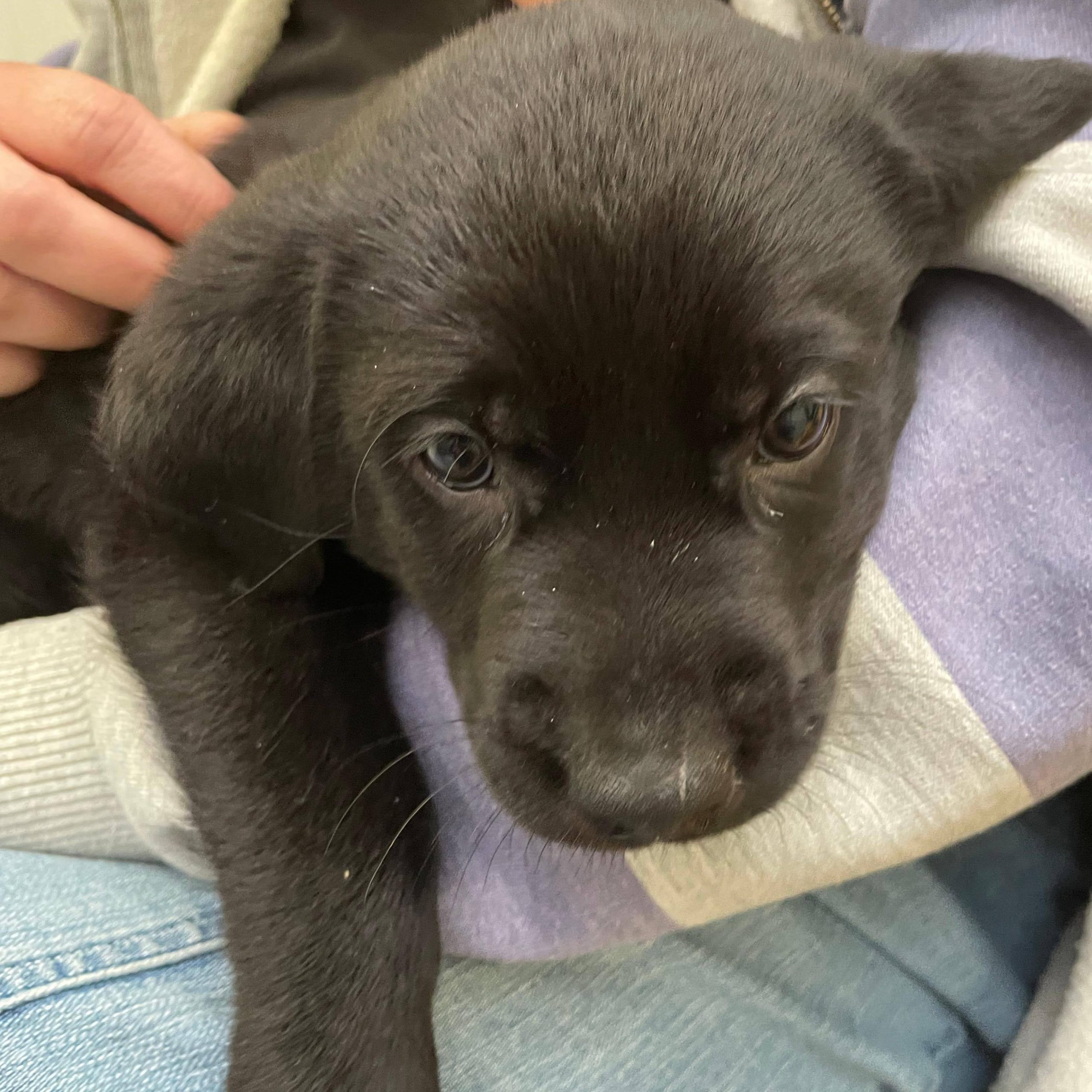 schwarzer Welpe auf Arm