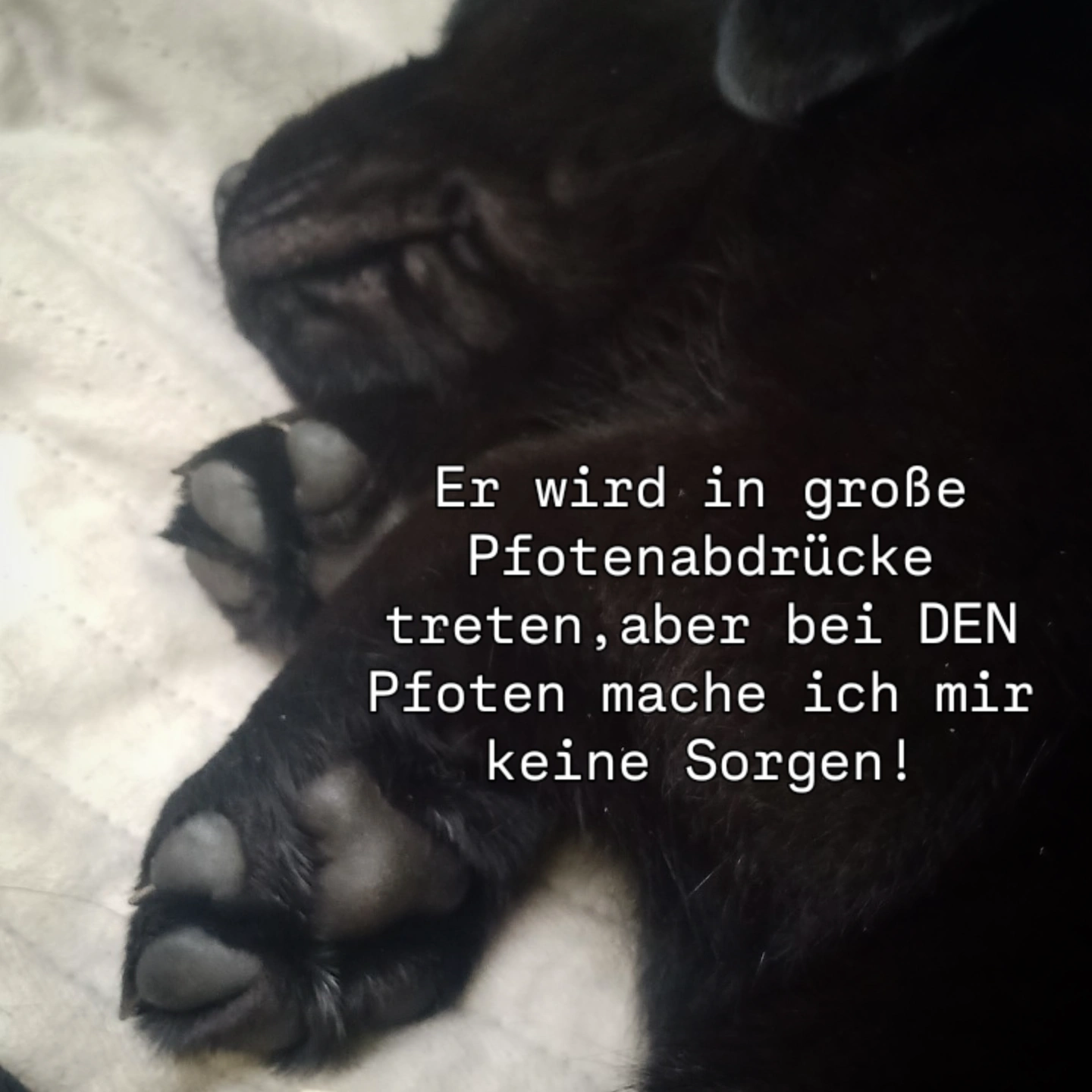 chwarzer Welpe liegt im Korb zu schlafen mit Blick auf seine Pfoten