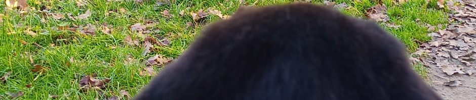 kleiner schwarzer Welpe guckt aus einem Hundebuggy