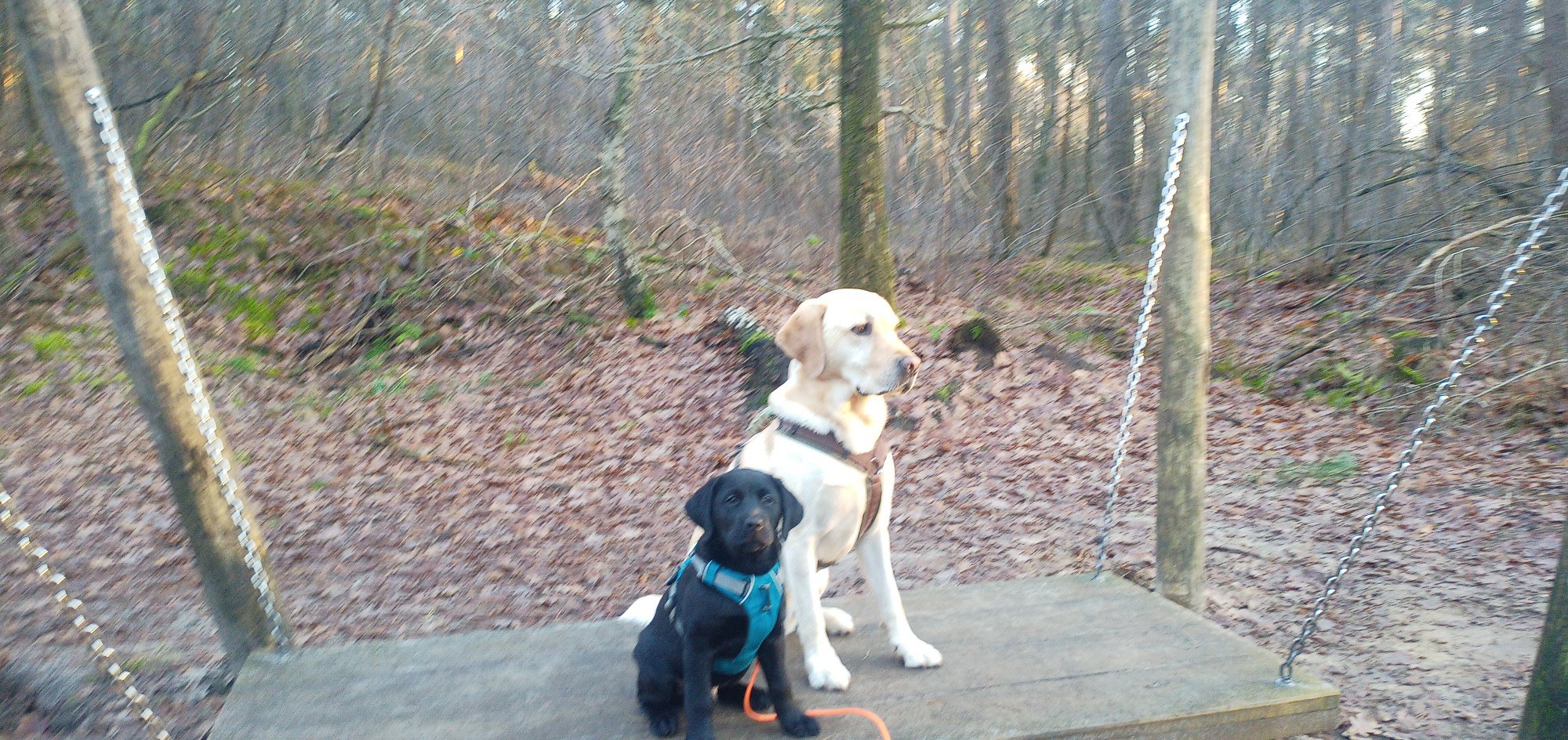 Zwei Labbis auf einer Hundeschaukel, die an Ketten hängt