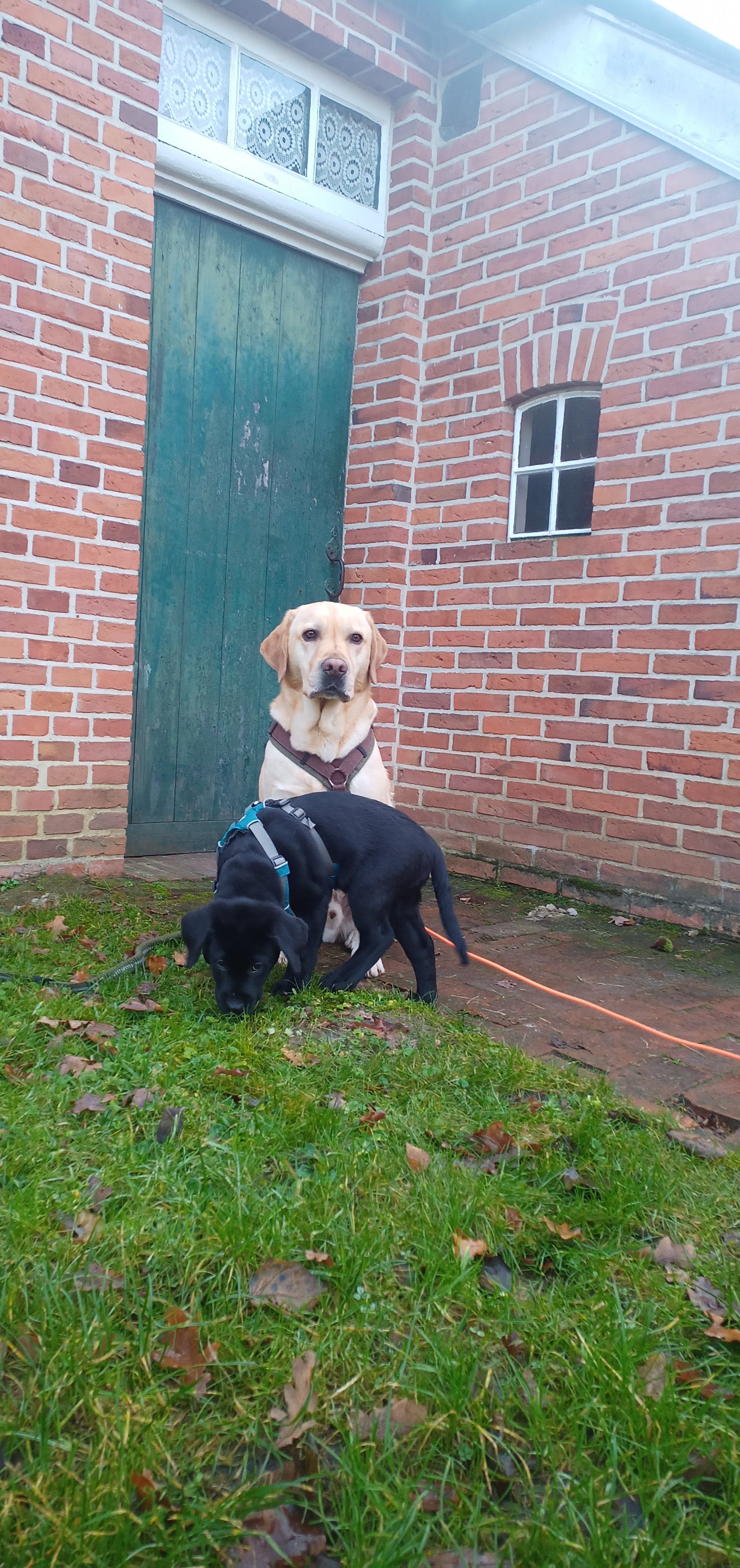 Hunde am Hinterausgang vom Landarbeiterhaus im Museumsdorf Cloppenburg