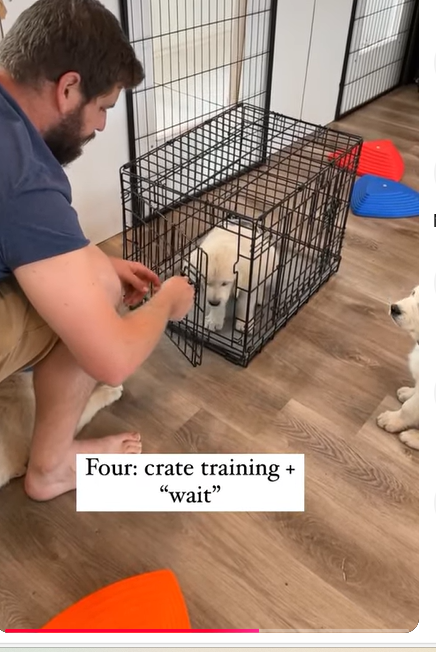 screenshot von einem Welpen in einem Gitterkäfig, der so klein ist, dass der Hund beim Hinlegen mit Kopf und Hinterlauf beide Seiten berühren würde. Auf dem Screenshot steht noch als Text: Four: crate training & wait.