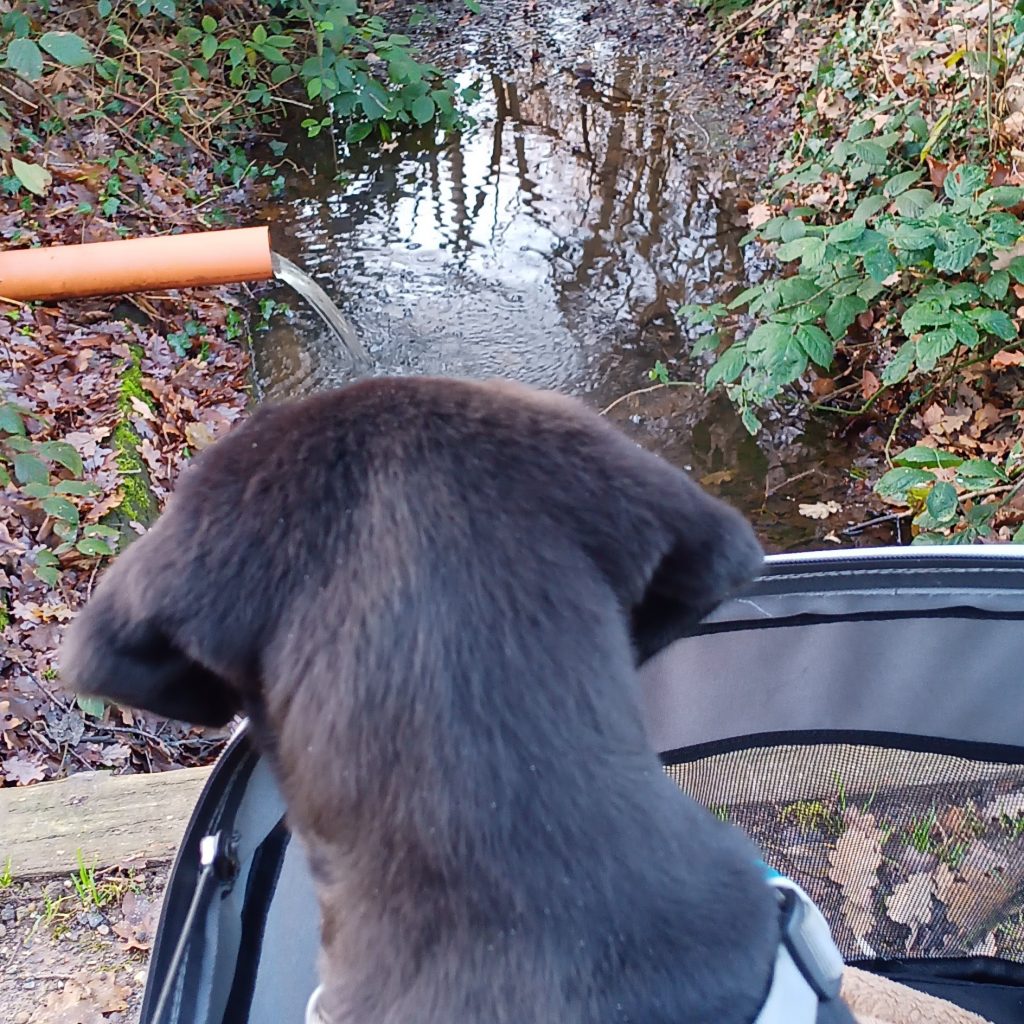 Hund im Buggy beobachtet aus einem Rohr in einen Graben fließendes Wasser