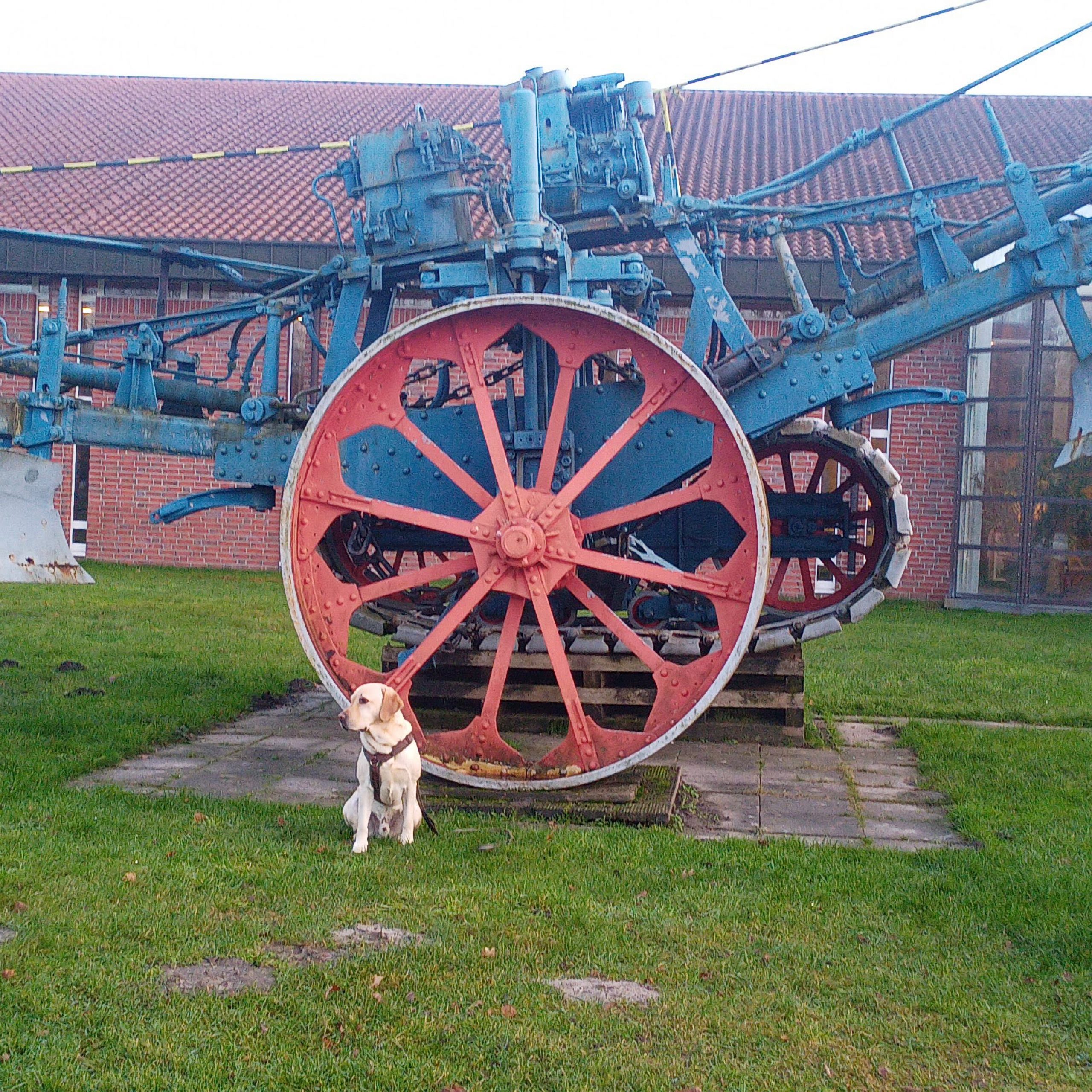 heller Labrador vor einem riesigen blauen Pflug vor dem Museumsdorf
