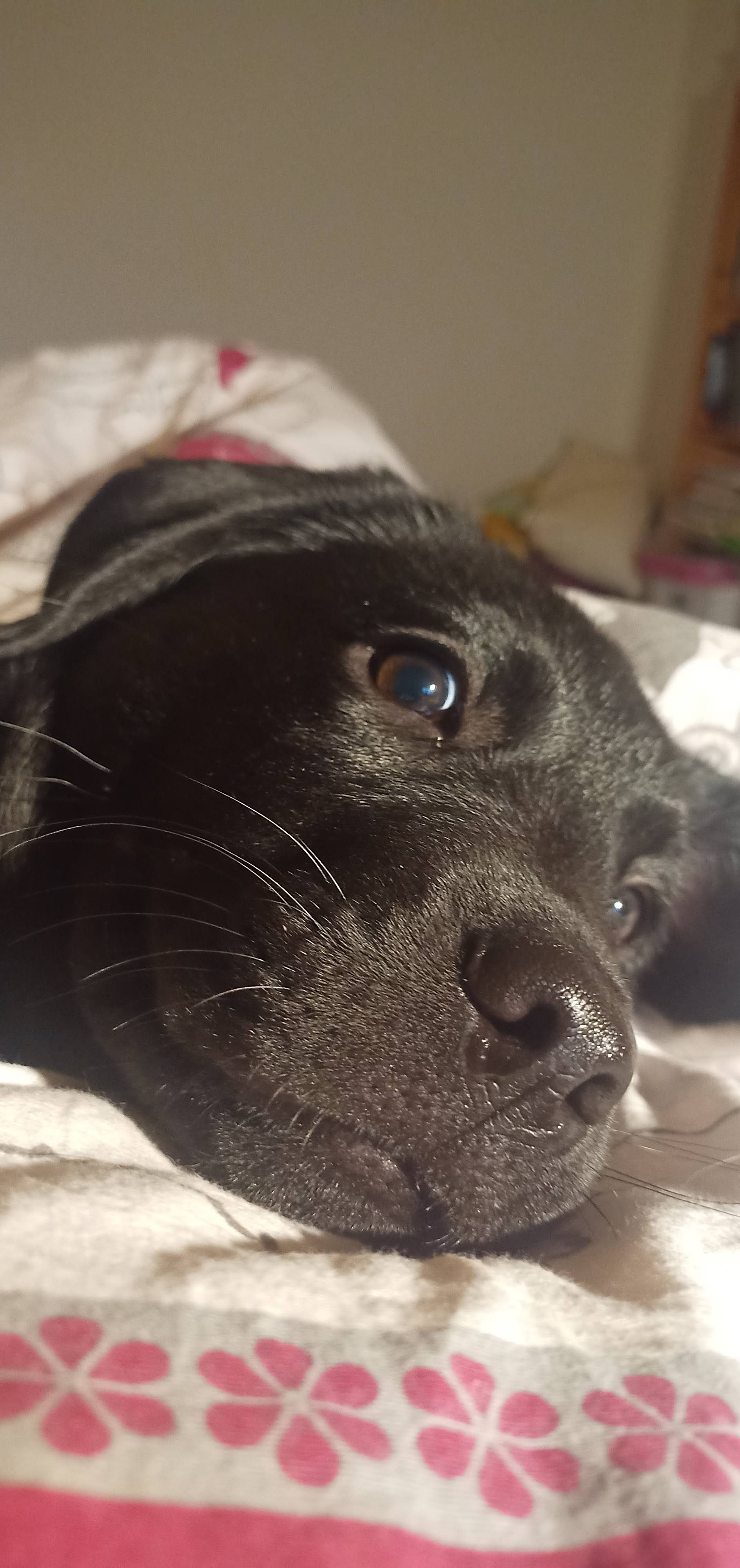 Kopf von einem schwarzen Welpen der auf einer Decke liegt von vorne