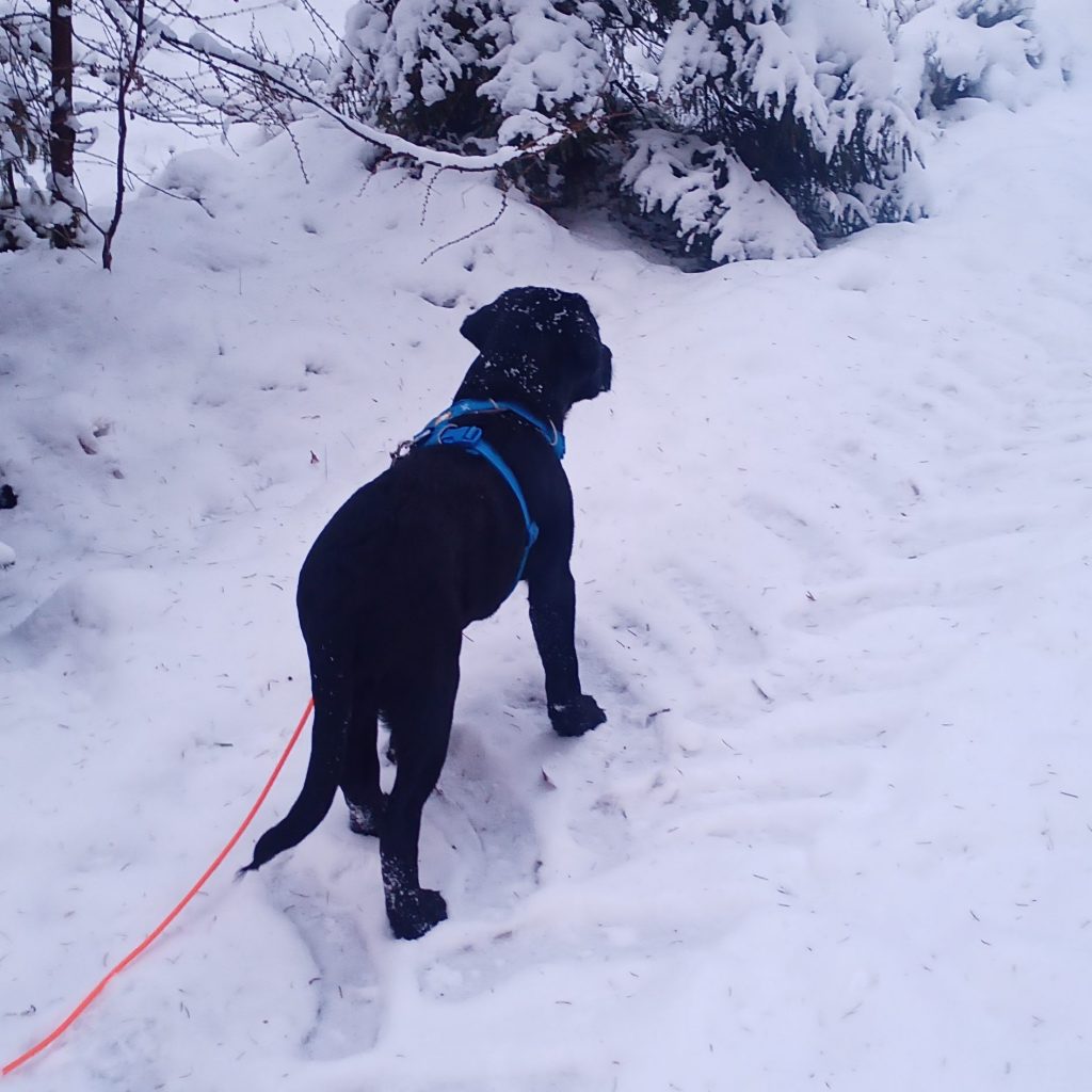 Schwarzer Welpe mit blauem Geschirr und oranger Leine in Treckerspur auf verschneitem Waldweg
