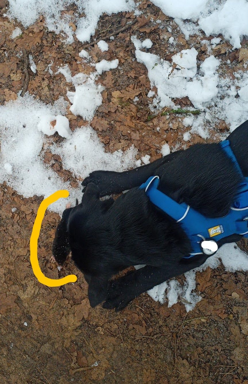 Schwarzer Hund mit Maulwurf im Schnee von oben
