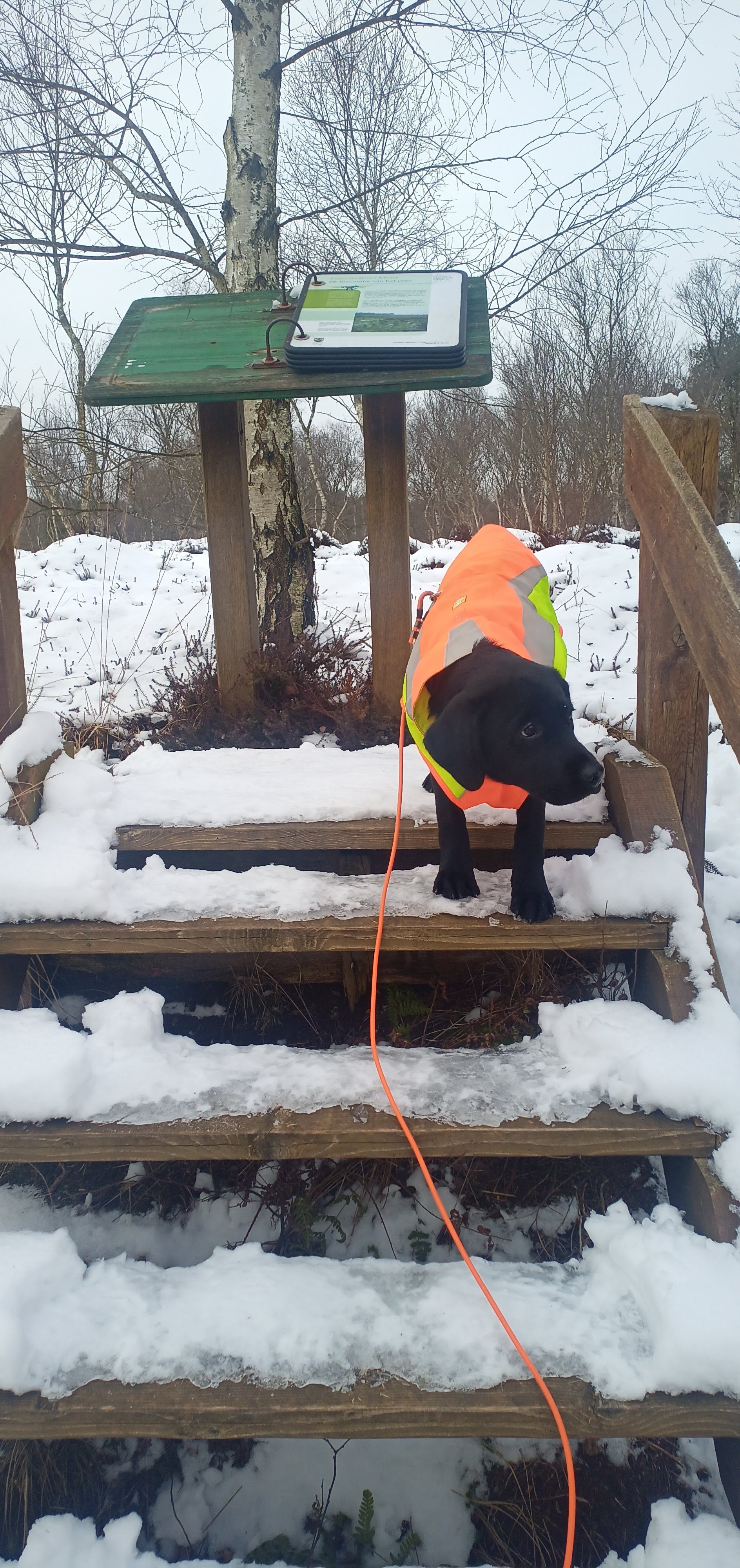 Hund auf verschneiter und vereister Treppe