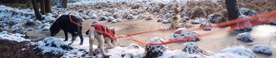 Zwei Hunde an einer Schleppleine vor einem gefrohrenen und vereisten Waldweiher