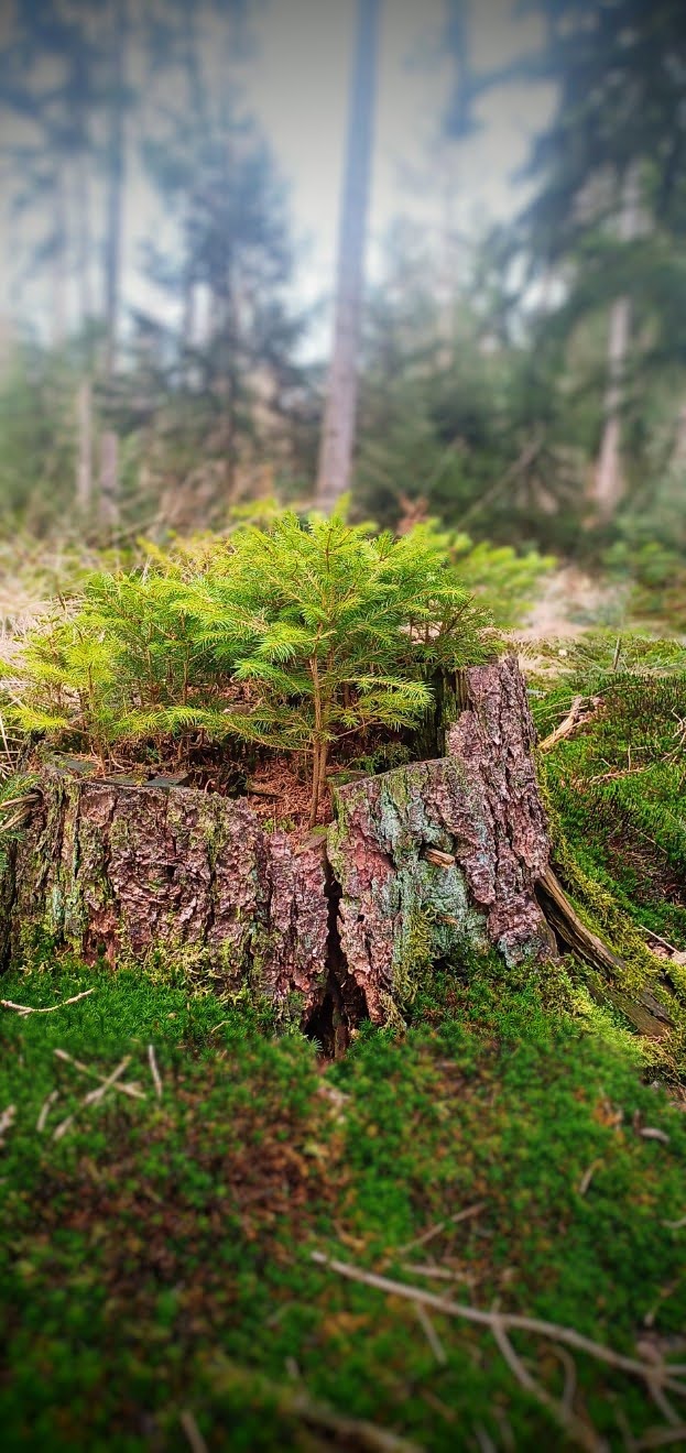 Baumstumpf im Wald, auf dem ein kleiner Tannenwald wächst
