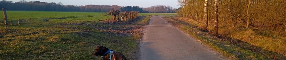 asphaltierter Feldweg im Abendlicht