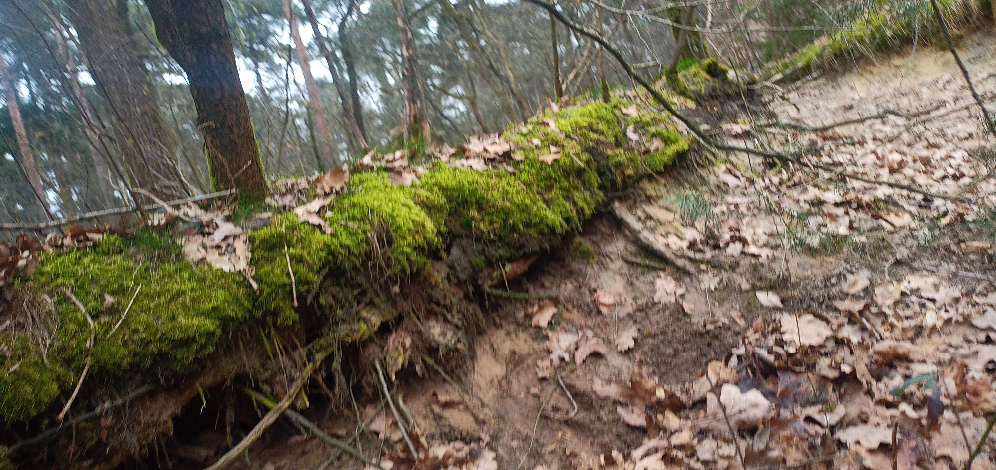 Abbruchkante im Wald