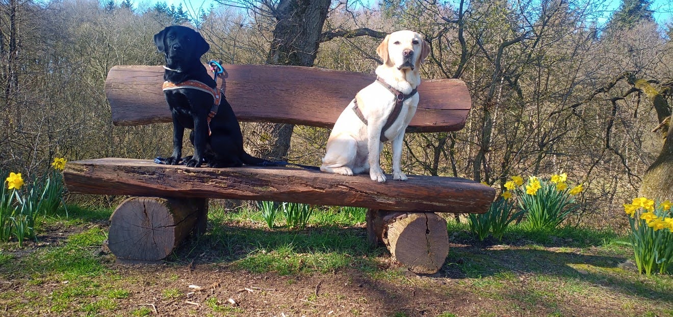 zwei Hunde auf einer Holzbank