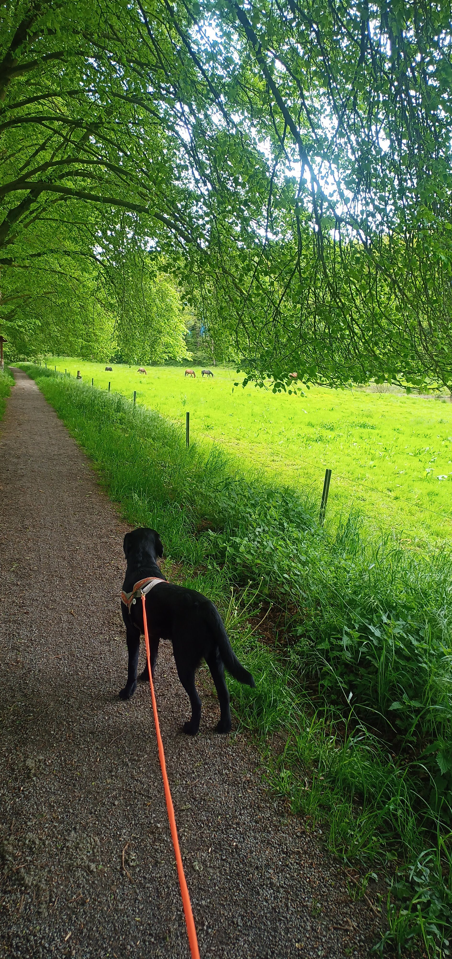 schwarzer Hund auf einem Weg neben Bäumen mit über dem Weg herabhängenden Ästen. Auf der anderen Seite ist eine Weide mit Pferden