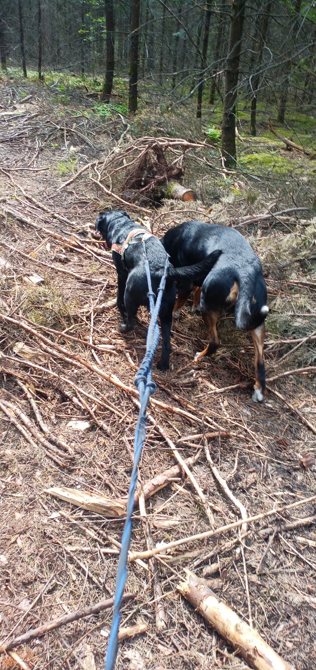 Zwei angeleinte Hunde im Wald laufen über Äste auf dem Weg