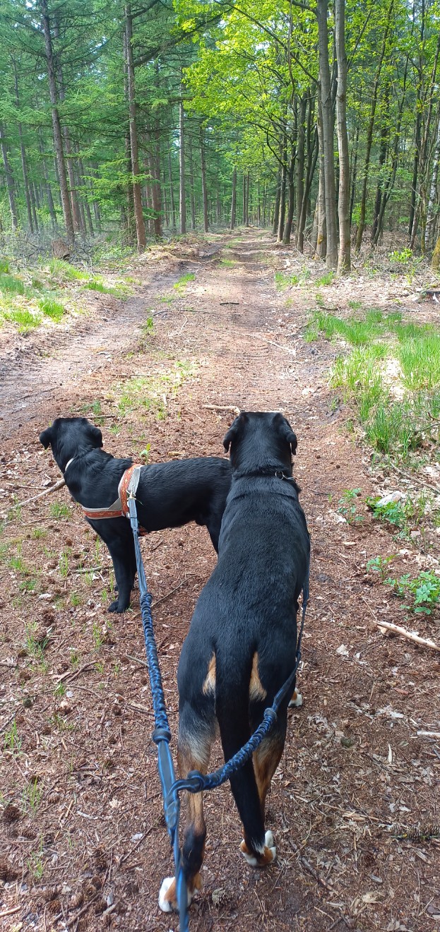 Zwei angeleinte Hunde auf einem Waldweg starren nach vorne