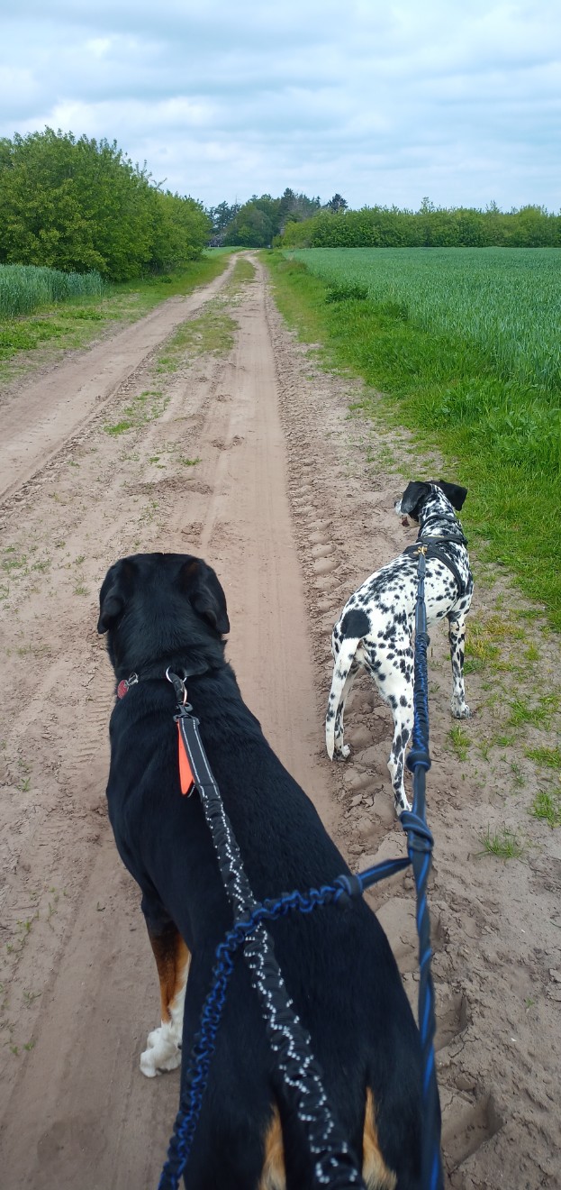 Zwei Hunde auf einem Sandweg