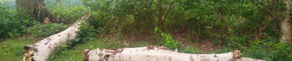Nun ist sie beim Sturm umgefallen, die tote Birke mit ihren Spechtlöchern. Aber wie sieht es in so einem Baum eigentlich aus? Und warum ist ein toter Baum, selbst wenn er steht, wichtig?