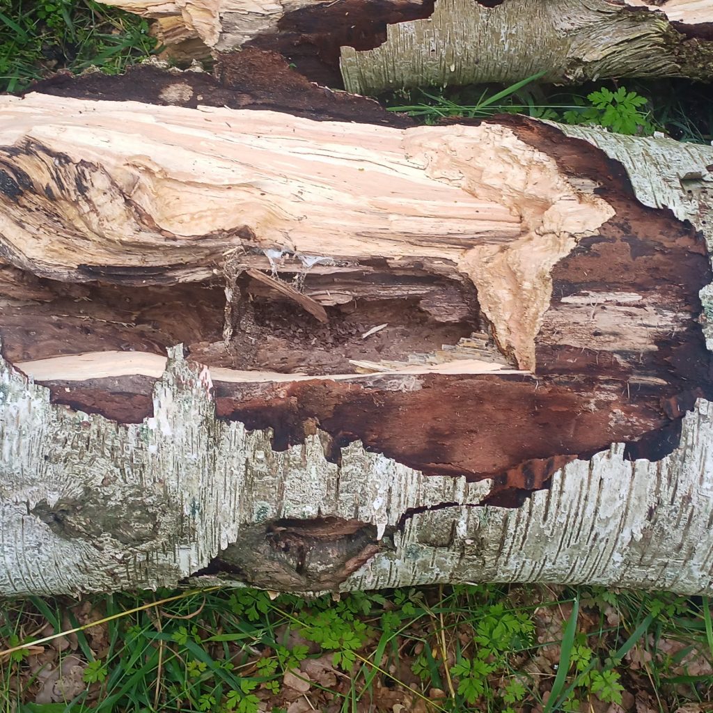 Blick Längsseits in den umgestürzten Birkenbaum unten ist noch ein Einflugloch zu sehen, das von Spechten gehauen wurde und im Inneren geht es halt im hohlen Baum tief runter.