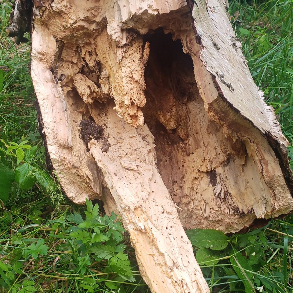 Blick auf die Abbruchstelle der umgestürzten Birke
