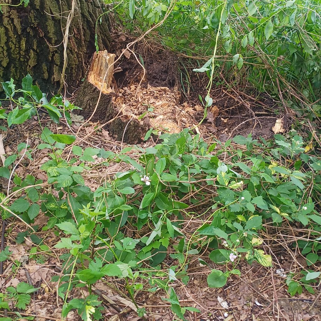Verrottetes Holz am Wurzelstumpf der umgestürzten Birke. Gut zu sehen ist, dass sie aus dem Wurzelbereich der Eiche gewachsen ist.