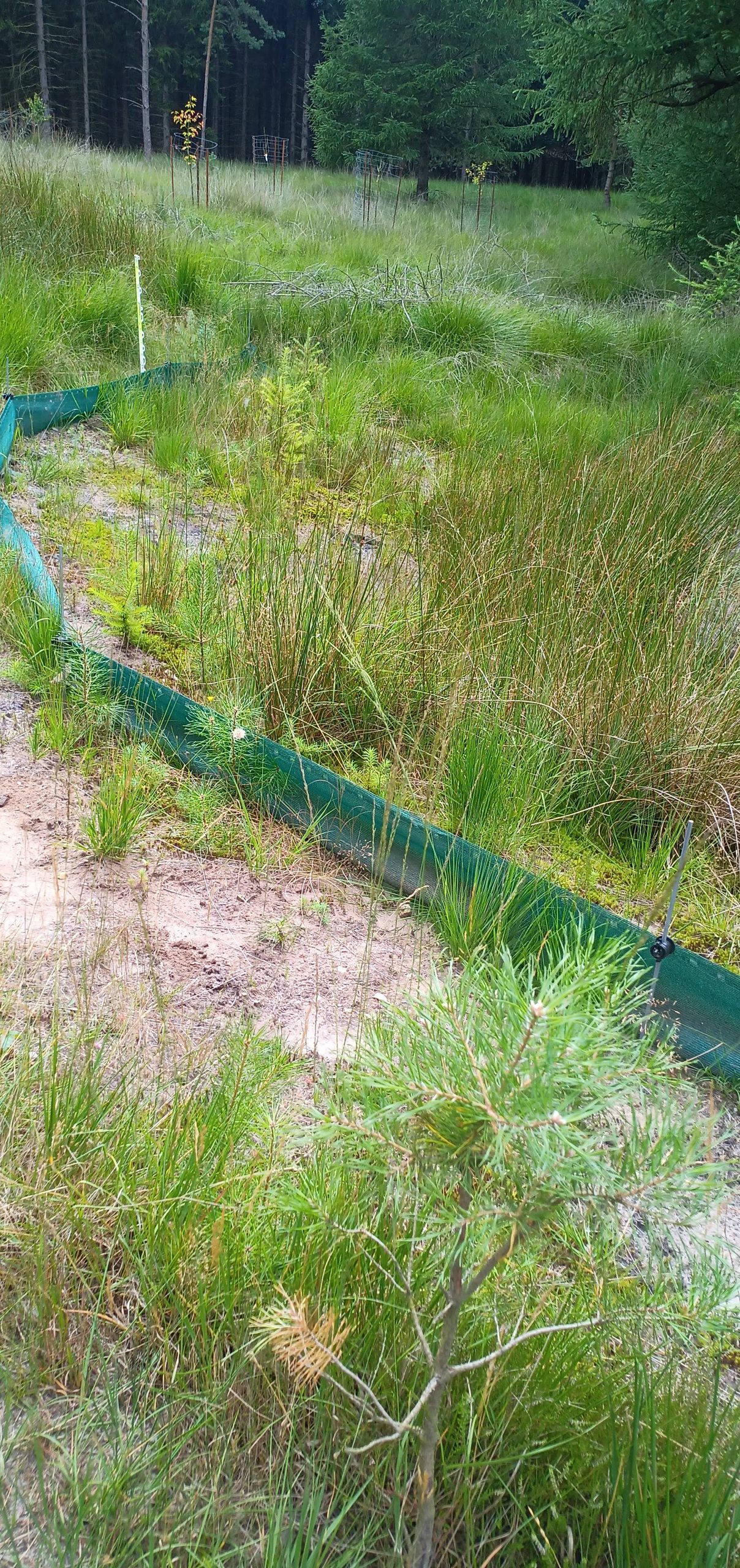 Waldtümpel mit Amphibienzaun, Im Tümpel wachsen viele Binsen und Gräser, im Hintergrund neu angepflanzte Obstbäume auf einer Lichtung