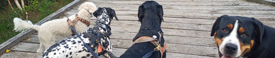 vier Hunde auf einem Holzsteg