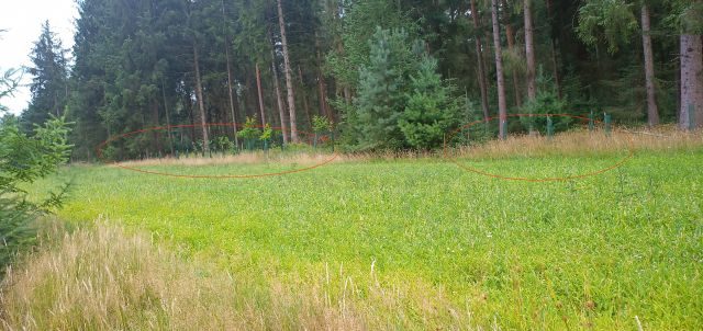 Günfläche / Blühwiese im Wald bzw. am Rand eines Nadelwaldes und am Waldrand viele neu angepflanzte Laubbäume.